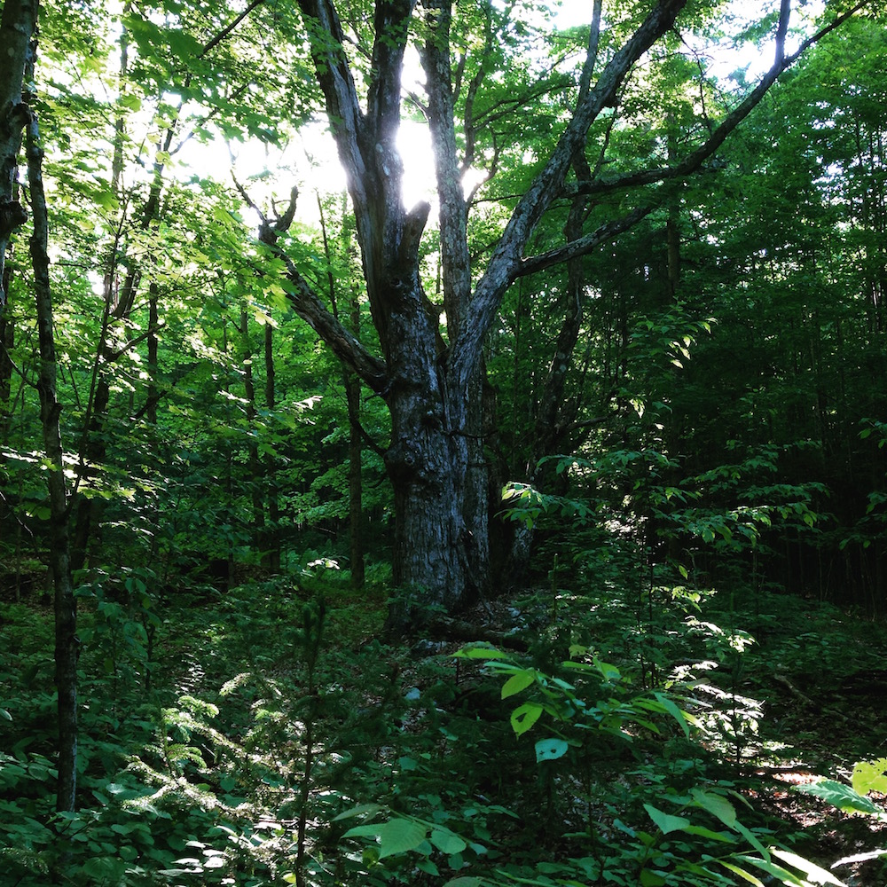 Love this ancient maple in our woods