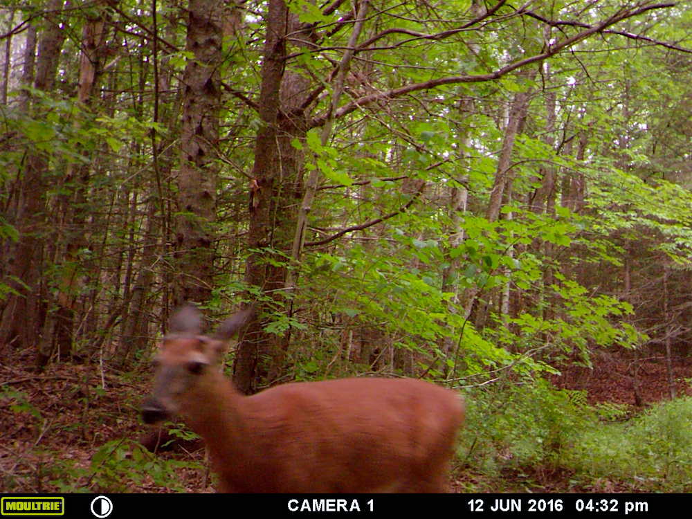 A deer captured on our wildlife camera!