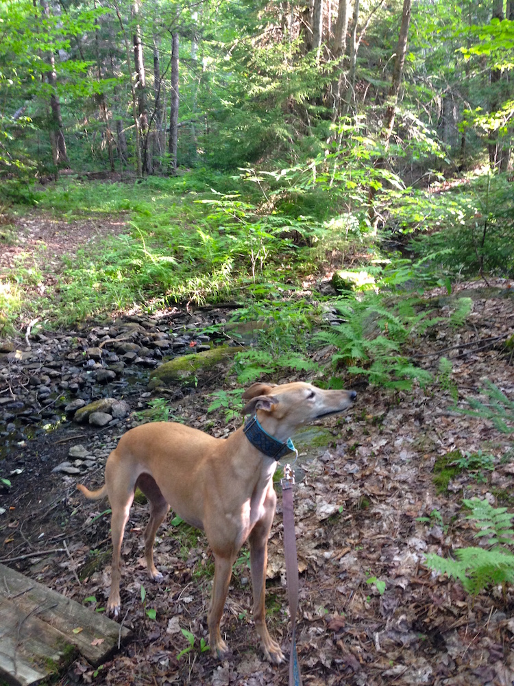 Frugal Hound sniffs the air on a hike
