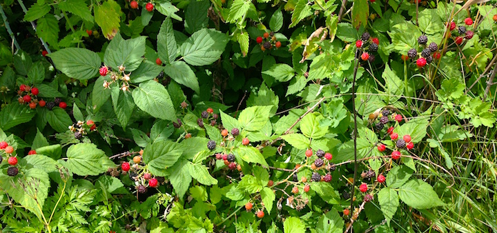 Black raspberries in our garden!