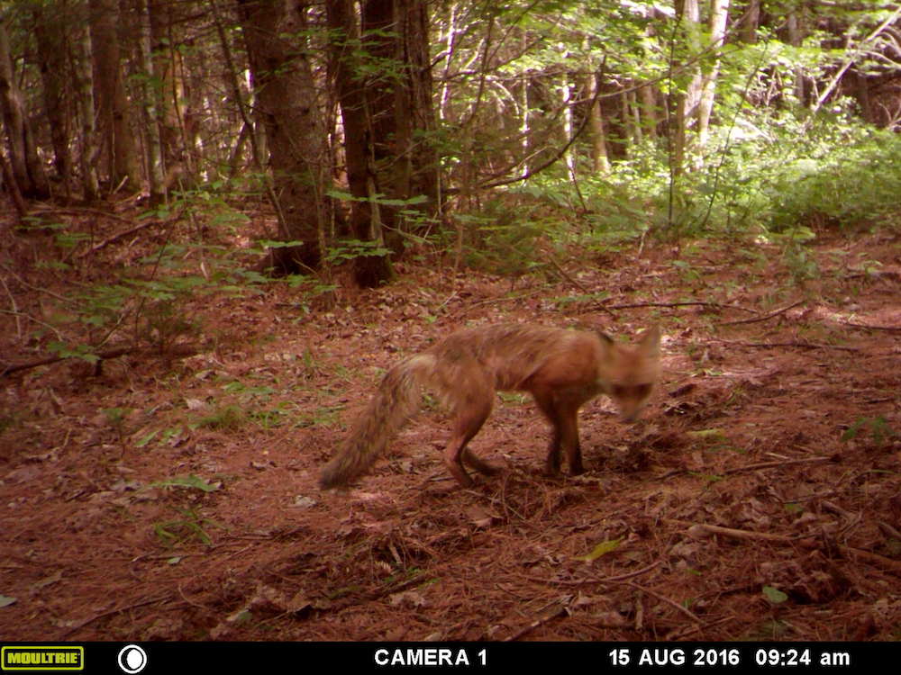Fox on the cam