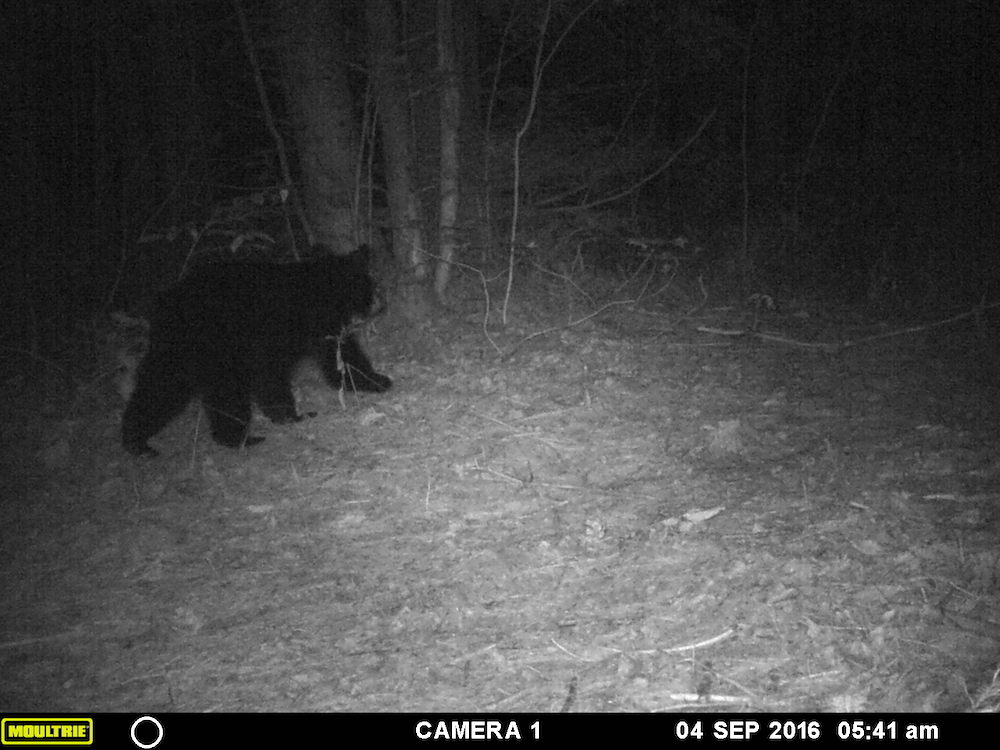 Black bear cub!