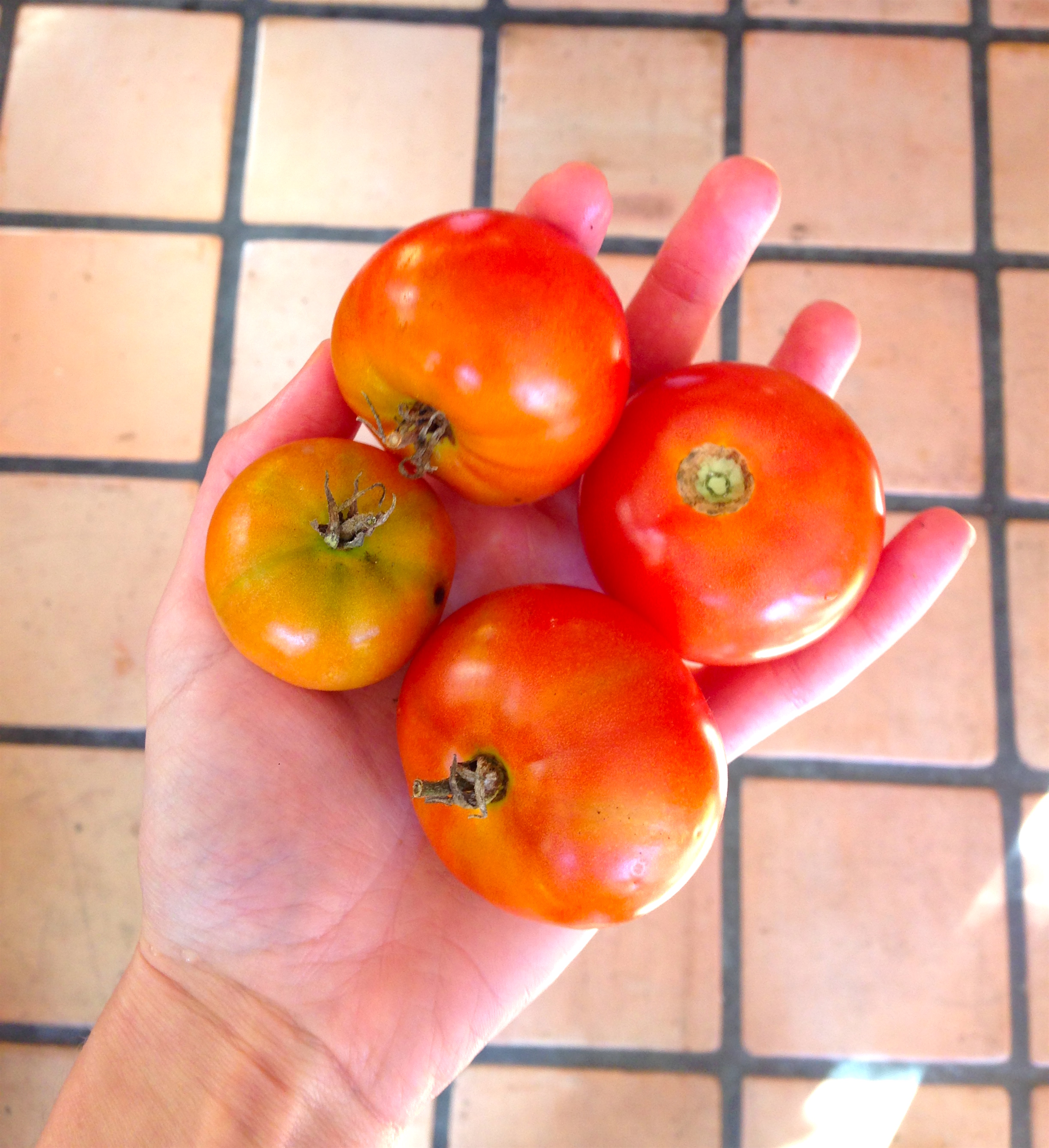 4 of our 8 tomatoes...