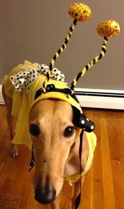Frugal Hound Says: Bee Smart About Your Finances