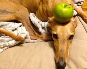 Green apples are similarly not appreciated by Frugal Hound