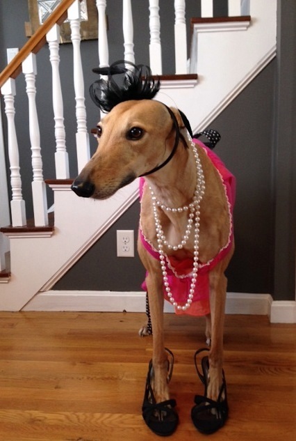 Frugal Hound is Fancy on a Budget