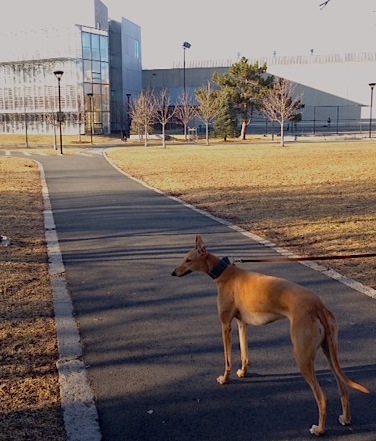 Frugal Hound goes to the public library (well, not inside...)