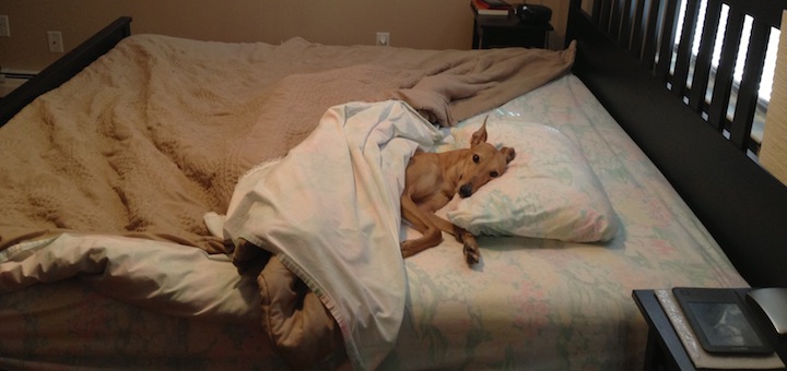 mattress-bought-online-with-greyhound