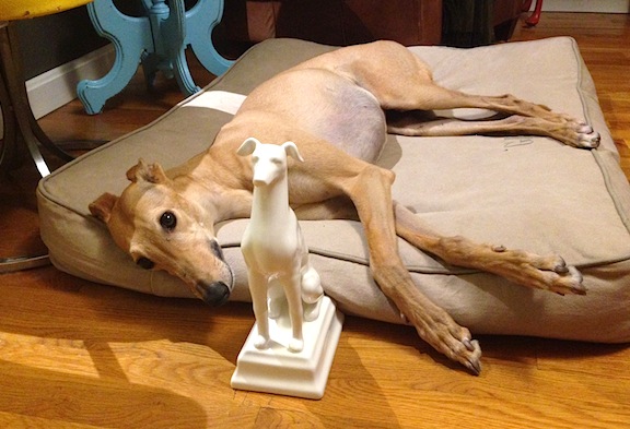 Frugal Hound accepts her "I'm A Greyhound!" award by napping