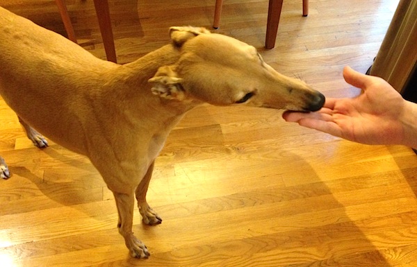 Frugal Hound volunteers to test out your food... especially if it's sausage