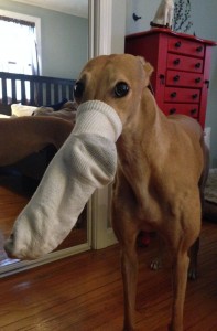 Frugal Hound + sock on snout = mad