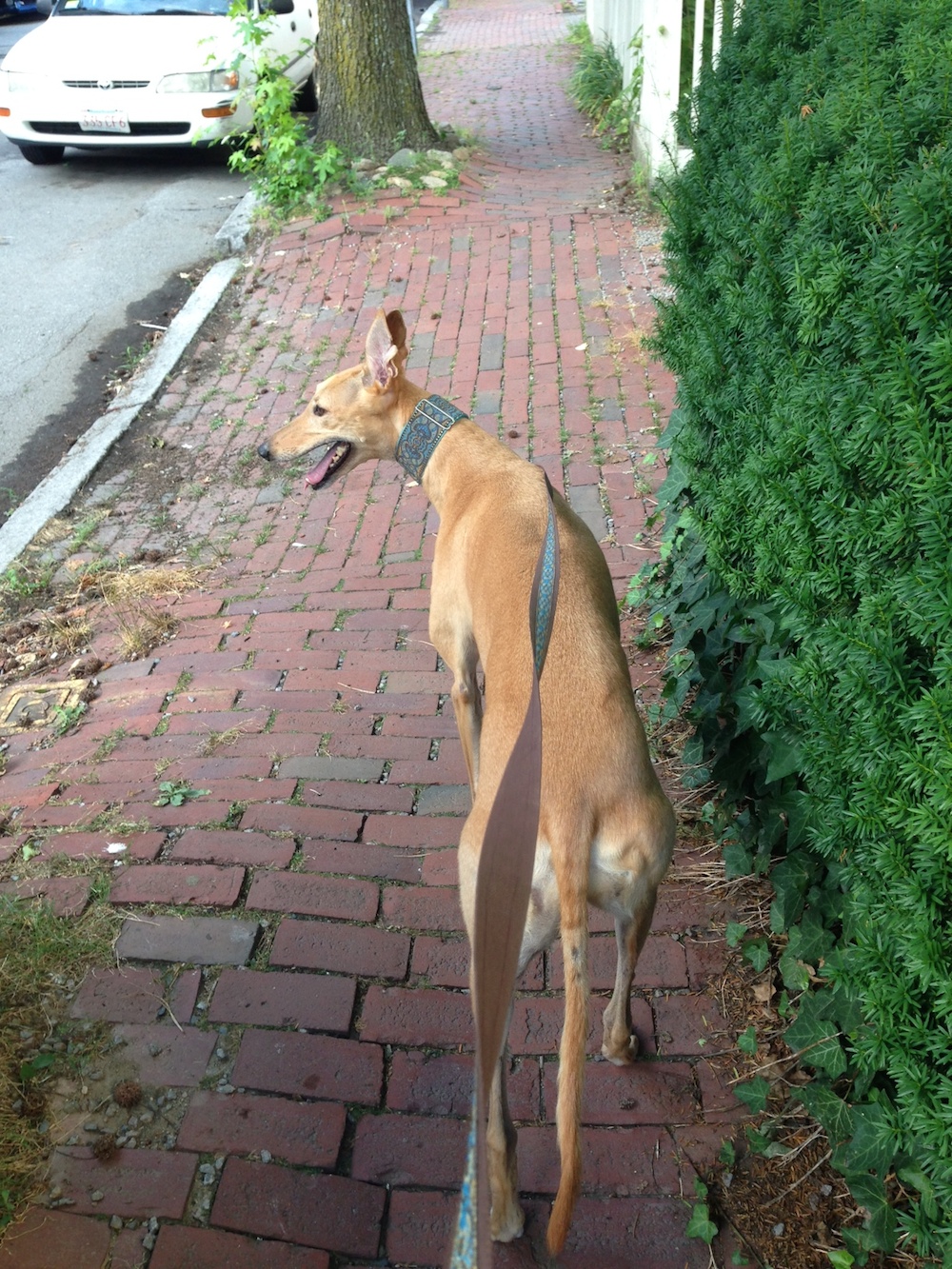 Frugal Hound on the brick sidewalks of Cambridge