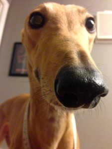 Frugal Hound might look down her nose at you, but we won't