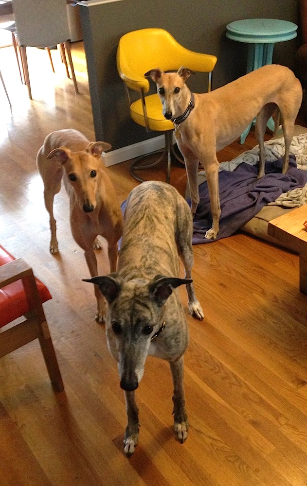 Triple threat: adventures in greyhound-sitting