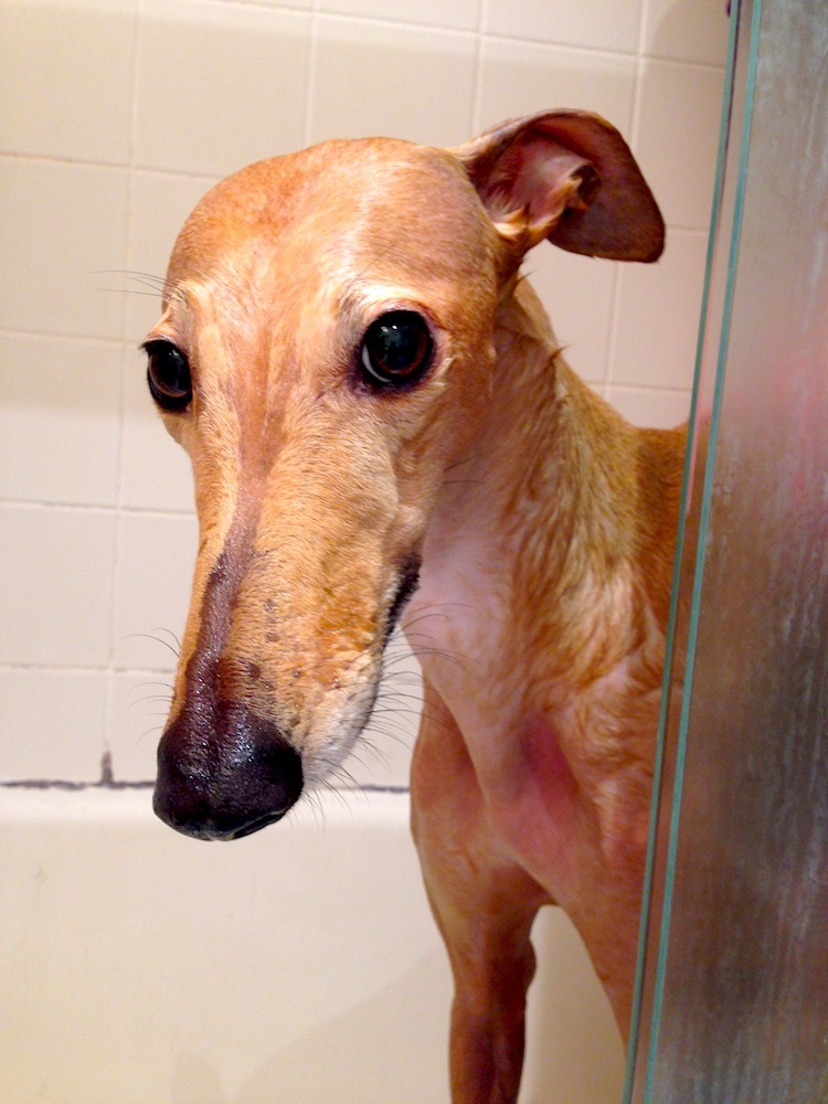 Frugal Hound in the bath. Not a happy greyhound.