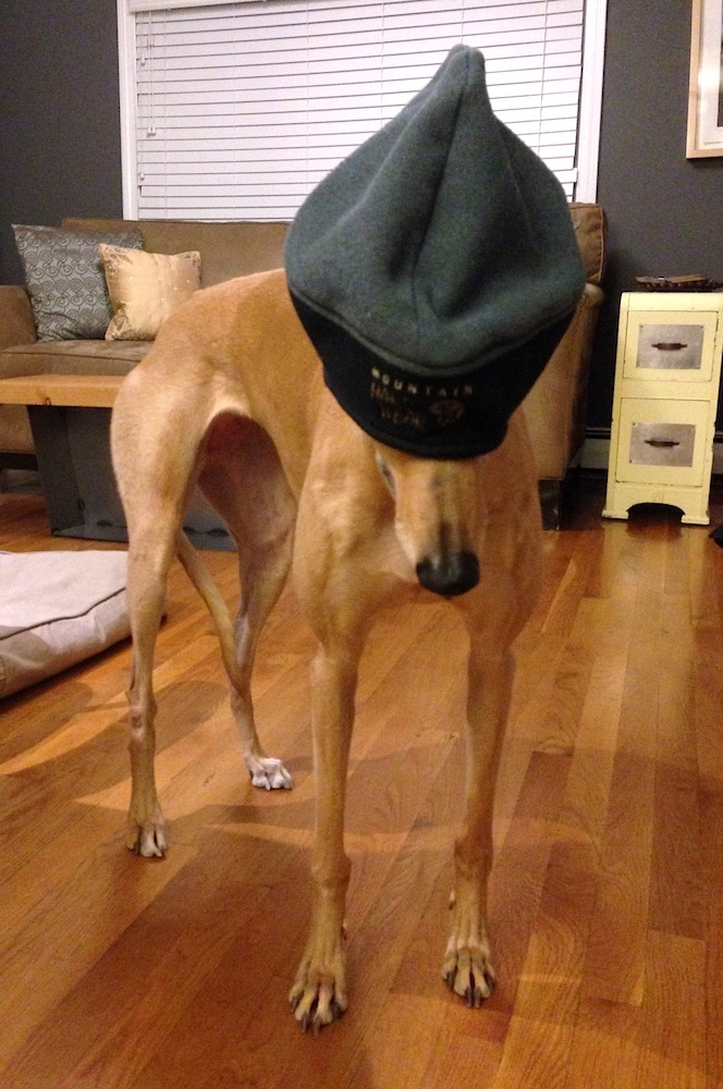 Hats + hounds don't really work out