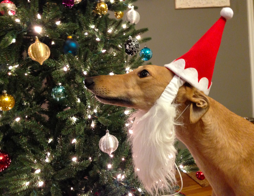 Frugal Hound really loves her Santa hat-n-beard combo... NOT