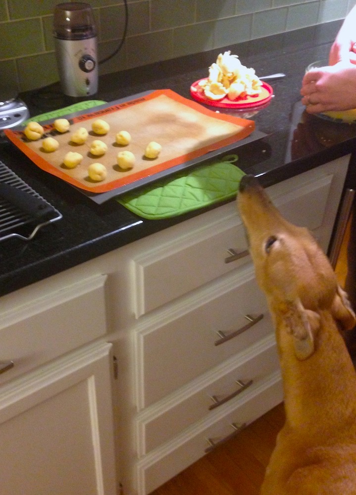 Frugal Hound finding the sweet spot during cookie baking
