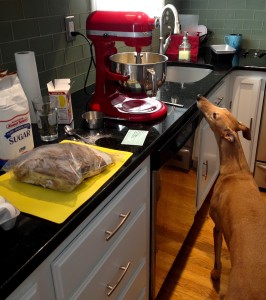 Our chief sous chef Frugal Hound