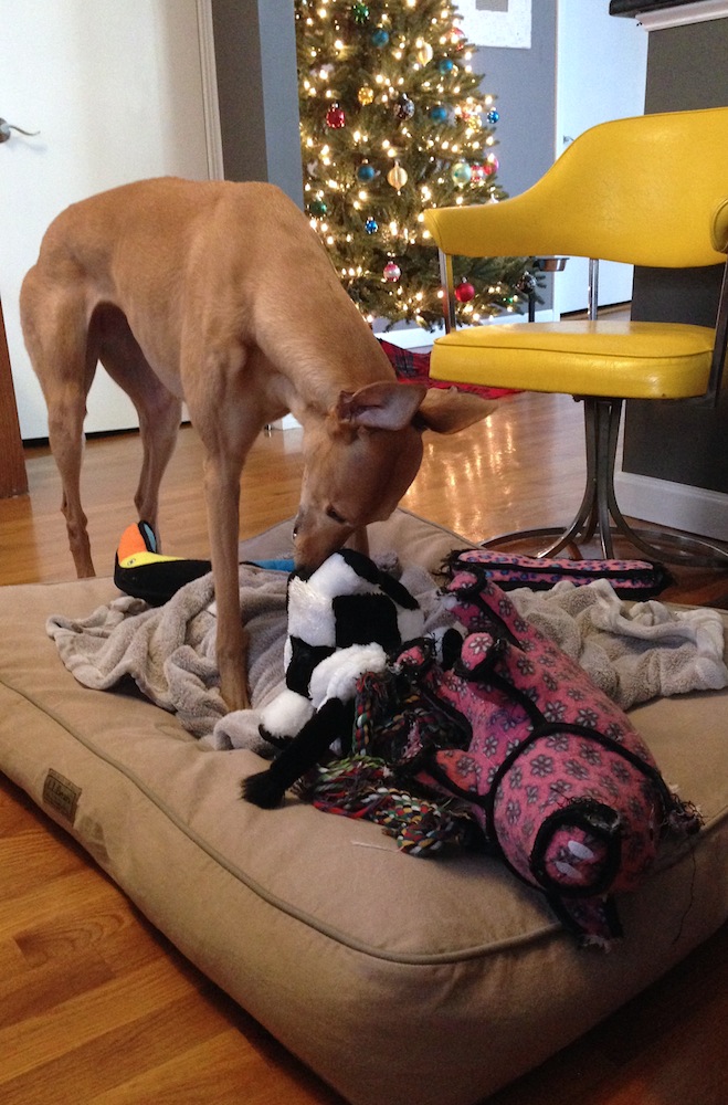 Frugal Hound relishing her Christmas toys