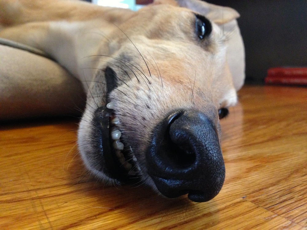 Frugal Hound definitely does not care if you judge her snout or teefs