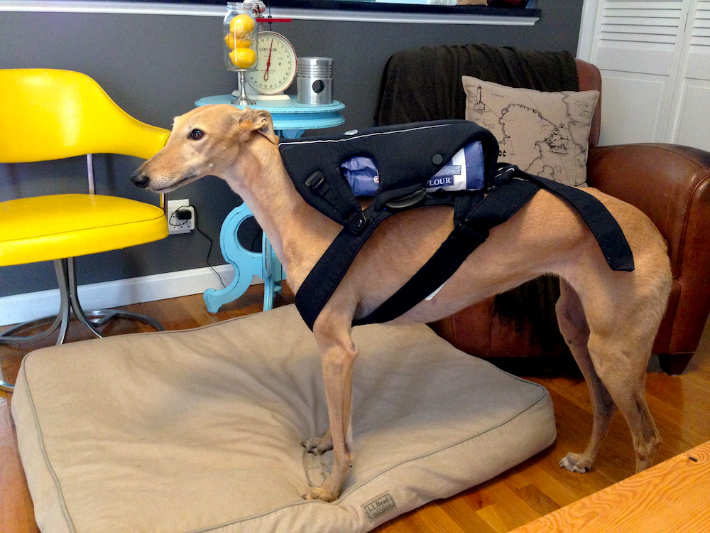 Frugal Hound testing out our hand-me-down baby carrier. Perfect fit.