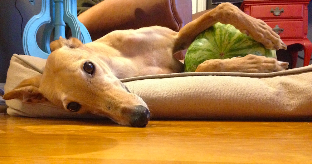 Frugal Hound cuddling a watermelon, because why not?