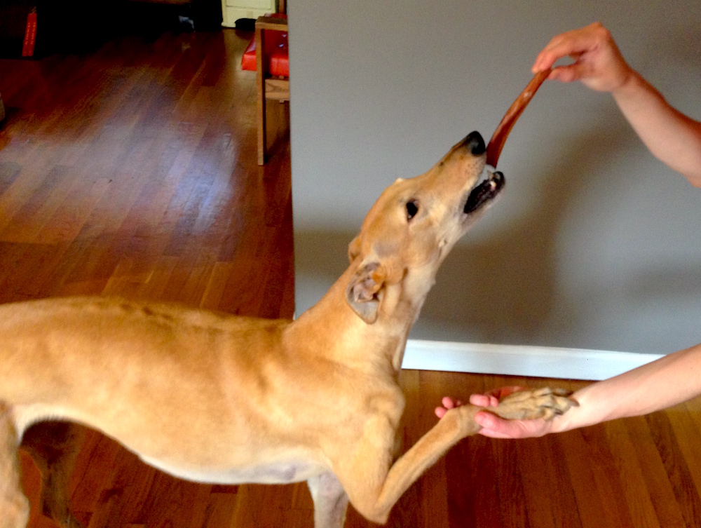 Frugal Hound performing her high-five for a treat