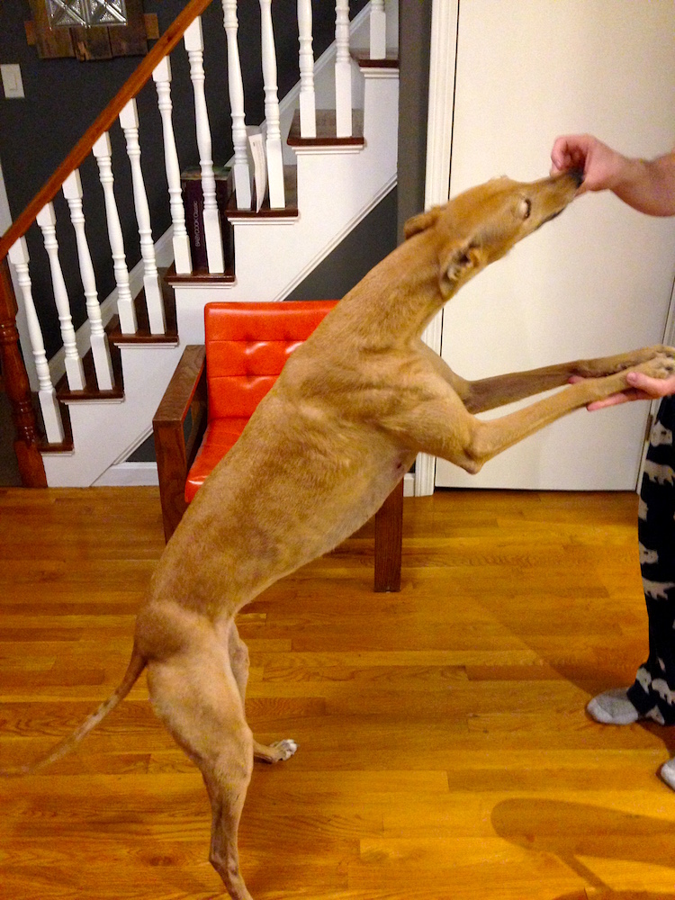 Frugal Hound doing her dancing trick for a bit of sausage