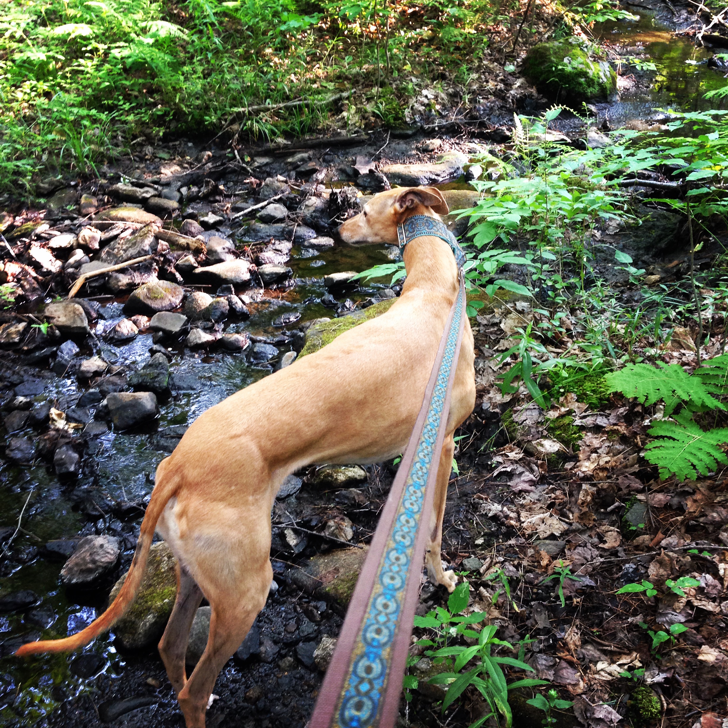 Frugal Hound fording our stream