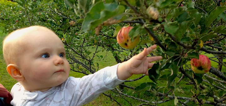 This Month On The Homestead: Early Apples and Late Summer