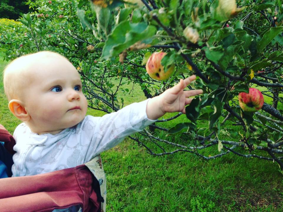 Babywoods helps with the apple harvest