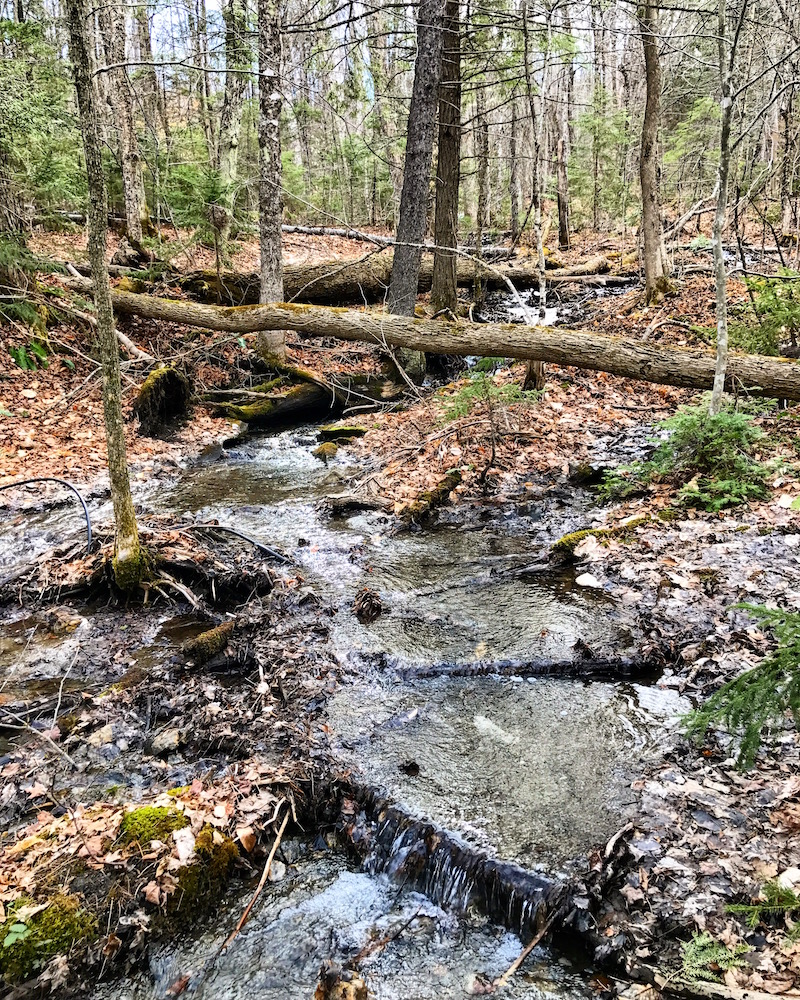 frugalwoods homestead stream water