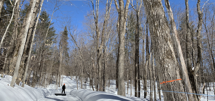 This Month On The Homestead: Maple Trees, Maple Sap, Maple…