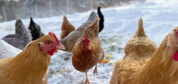 Chicken Feed And Other December 2021 Expenses